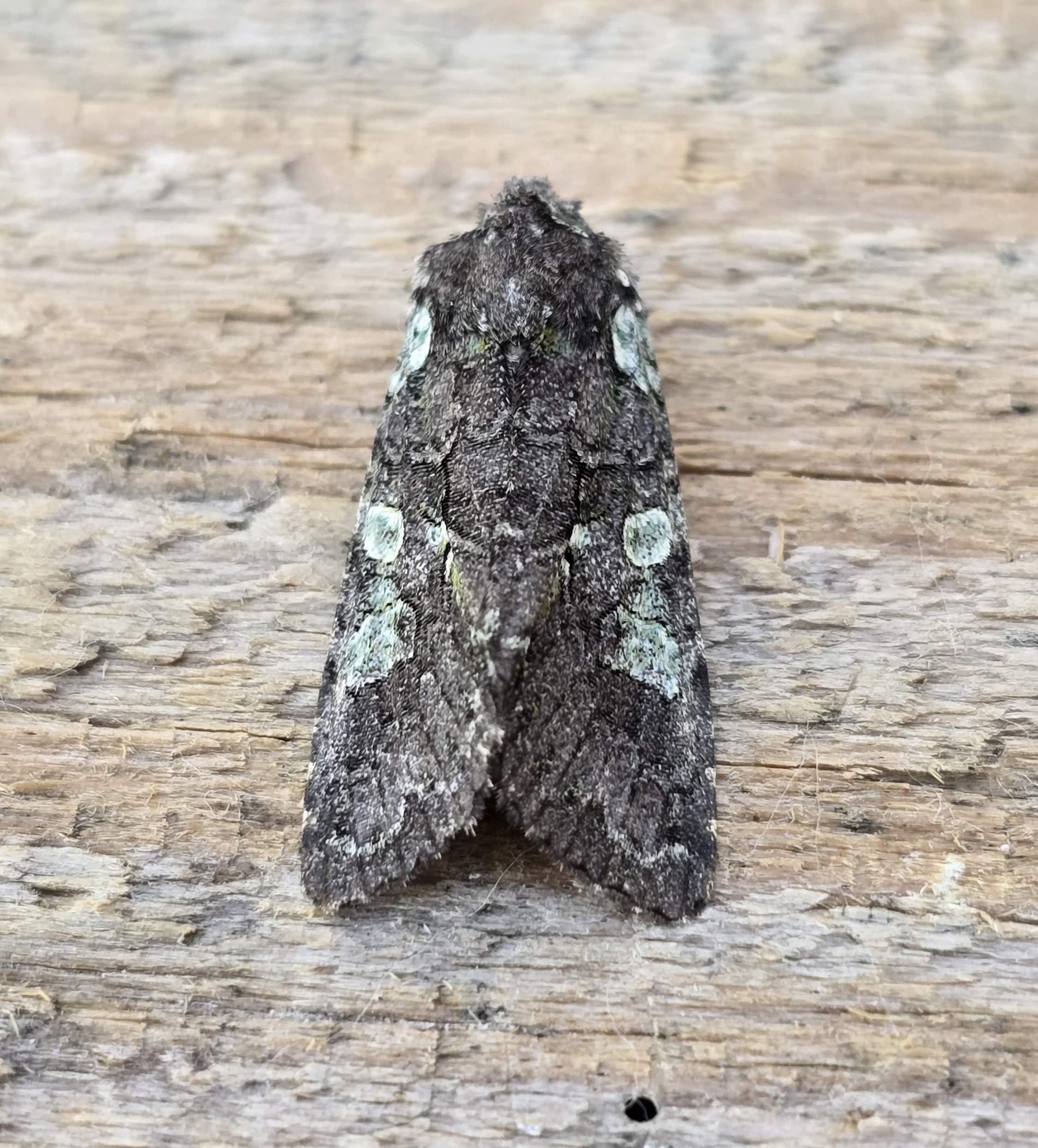 Photo of Dichonia aeruginea